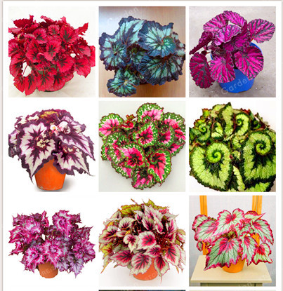 100PCS Unique 24 Colors Begonia Flower Courtyard Balcony Coleus Potted Flower Seeds,Variety Complete,The Budding Rate 95%
100PCS Unique 24 Colors Begonia Flower Courtyard Balcony Coleus Potted Flower Seeds,Variety Complete,The Budding Rate 95%