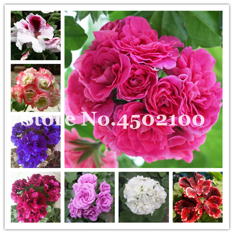 50 Pcs Colorful Geranium Seeds Rare Variegated Geranium Flower Potted Winter Perennial Pelargonium Plant for Home Garden Planti
50 Pcs Colorful Geranium Seeds Rare Variegated Geranium Flower Potted Winter Perennial Pelargonium Plant for Home Garden Planti
