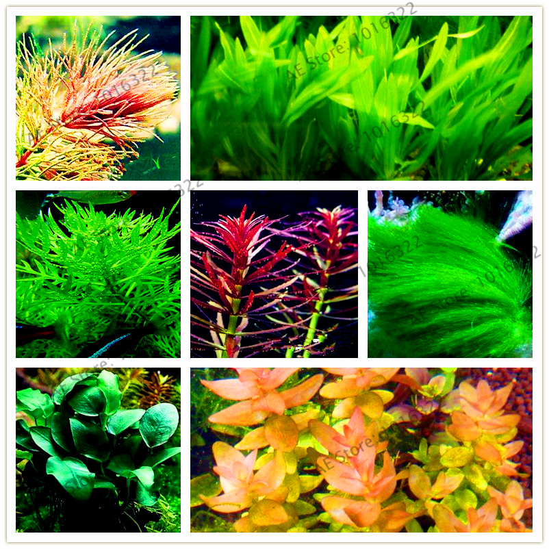 100pcs/bag Water Plants Seeds Mini Dwarf Pearl Plants Aquarium Grass Garden Fish Tank Ornamental Aquatic Water Grass
100pcs/bag Water Plants Seeds Mini Dwarf Pearl Plants Aquarium Grass Garden Fish Tank Ornamental Aquatic Water Grass