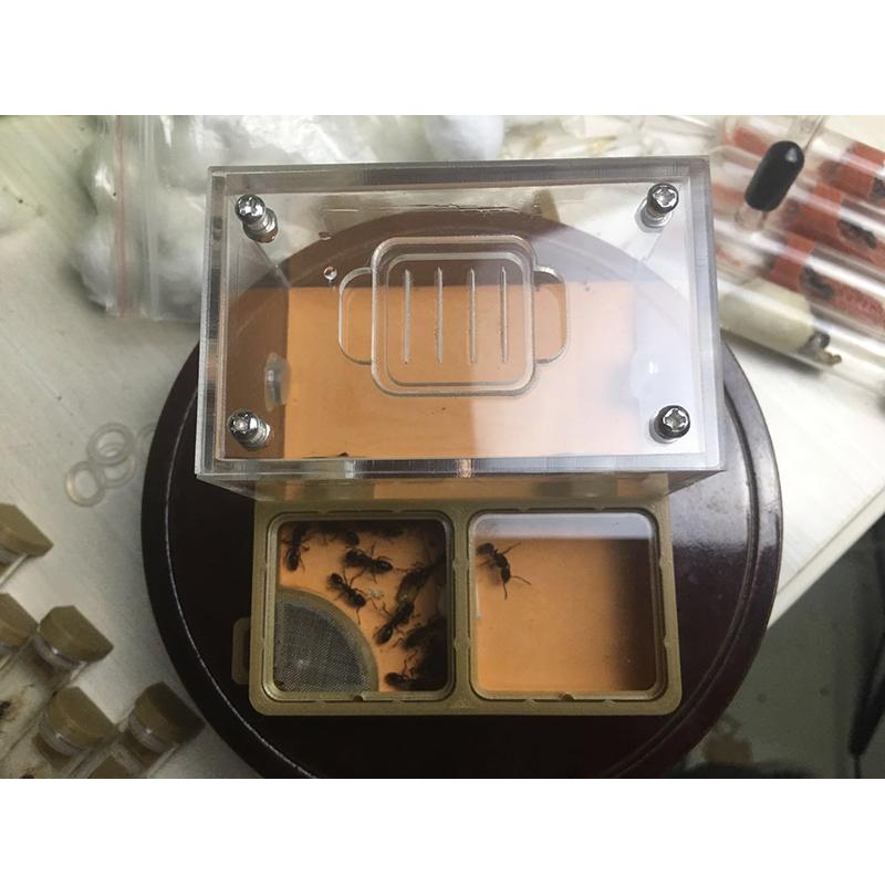 Equipment 3D Printing Flat Ant Nest Double Grid Acrylic Ant Farm Small Community Feeding Nest
Equipment 3D Printing Flat Ant Nest Double Grid Acrylic Ant Farm Small Community Feeding Nest