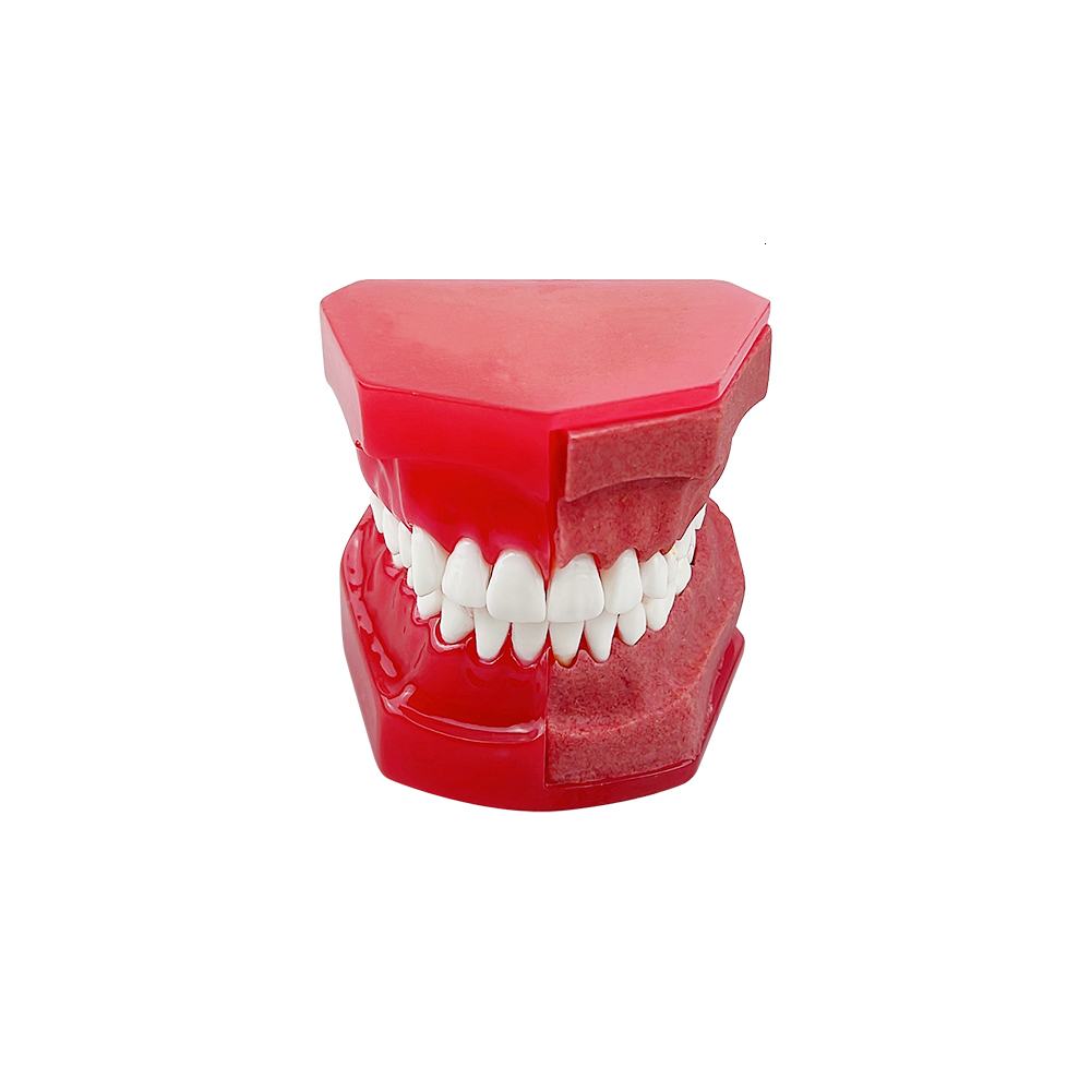 Other Oral Hygiene Dental Tooth Model Children Primary Permanent Teeth Alternate Deciduous Resin Teeth Model For Studying Teaching Communication 23051