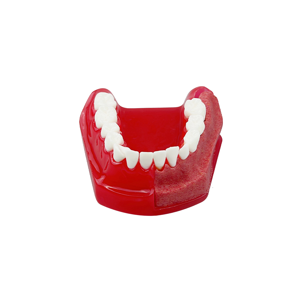 Other Oral Hygiene Dental Tooth Model Children Primary Permanent Teeth Alternate Deciduous Resin Teeth Model For Studying Teaching Communication 23051