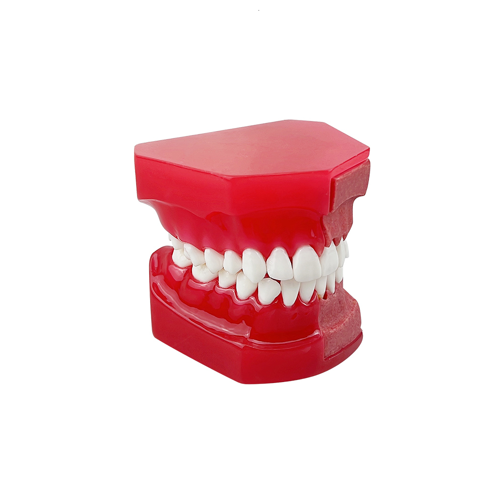 Other Oral Hygiene Dental Tooth Model Children Primary Permanent Teeth Alternate Deciduous Resin Teeth Model For Studying Teaching Communication 23051