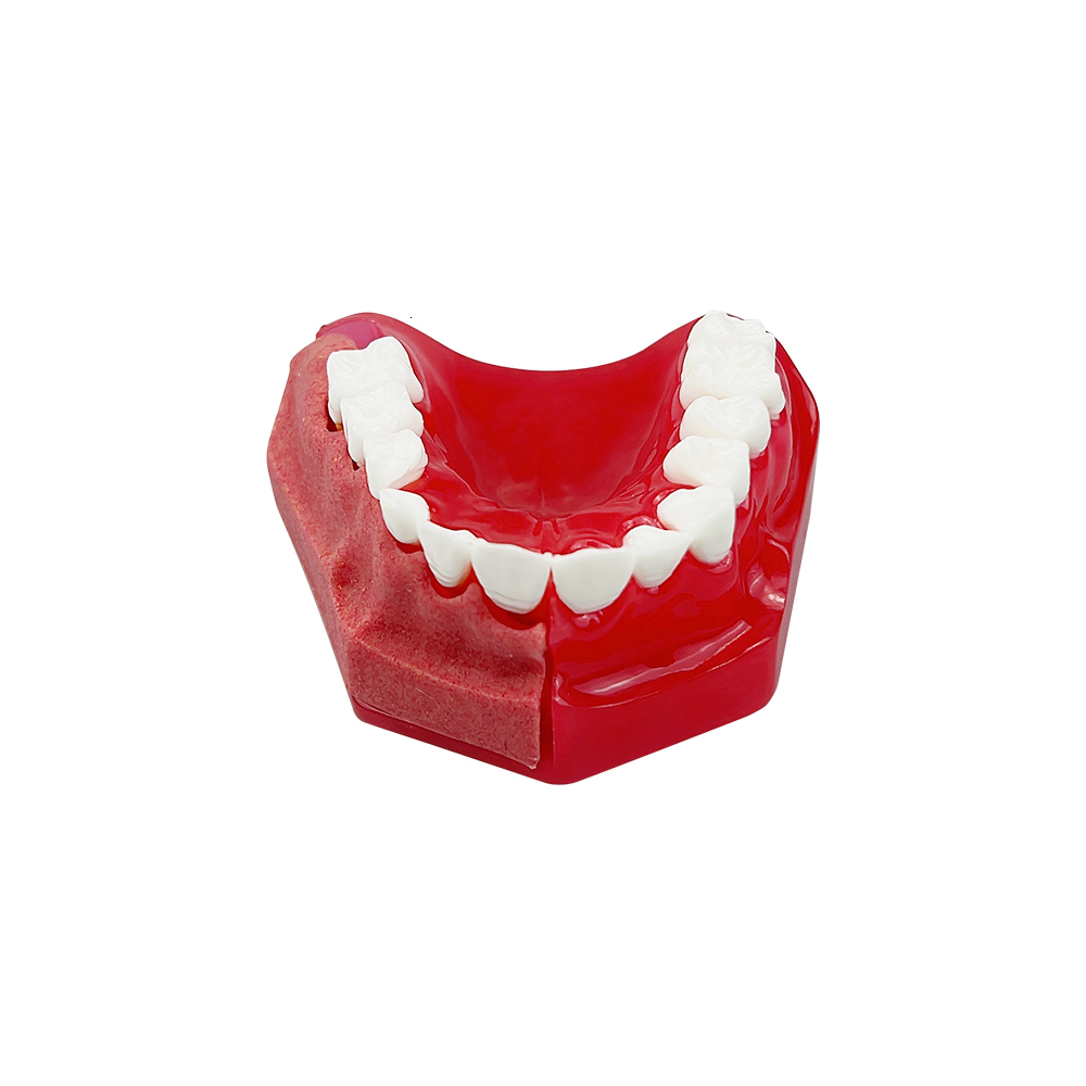 Other Oral Hygiene Dental Tooth Model Children Primary Permanent Teeth Alternate Deciduous Resin Teeth Model For Studying Teaching Communication 23051