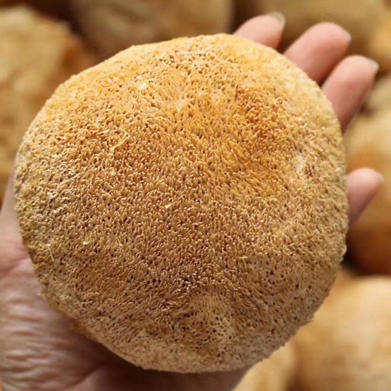 Agricultural Commodities Dry Lions Mane Mushroom Hericium Erinaceus Food Health Benefits
Agricultural Commodities Dry Lions Mane Mushroom Hericium Erinaceus Food Health Benefits
