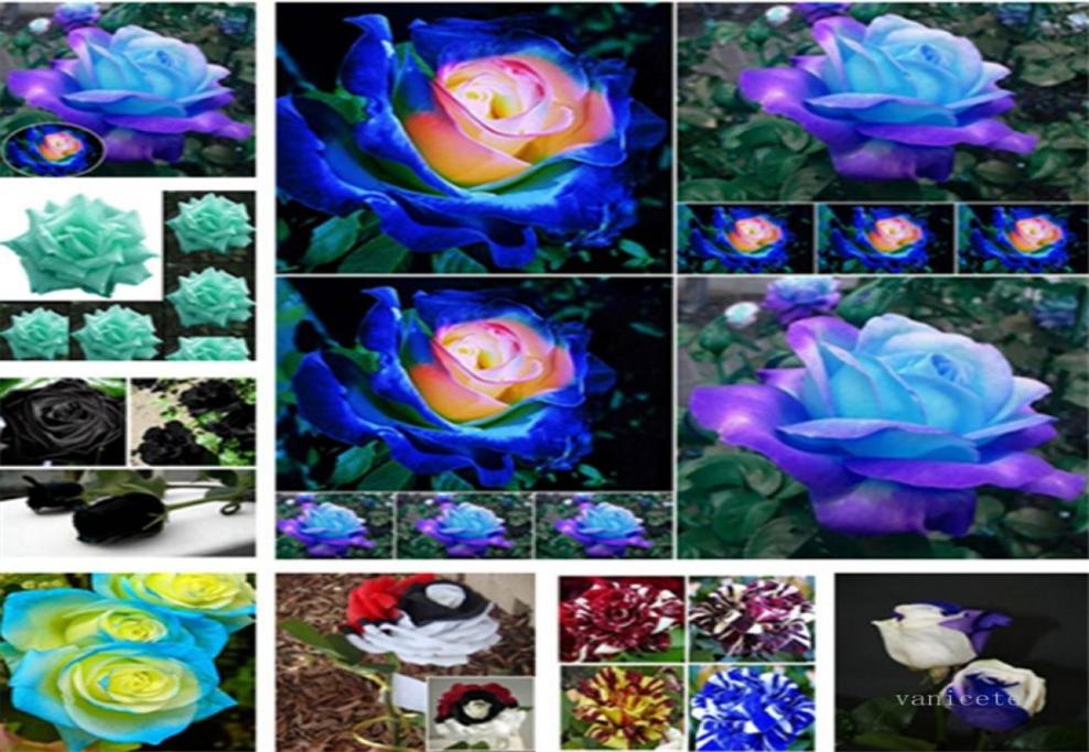 Patio Rose seeds Garden Supplie blue meteor red black rose pale blue rainbow roses flowers seed Garden Supplies I1837974995
Patio Rose seeds Garden Supplie blue meteor red black rose pale blue rainbow roses flowers seed Garden Supplies I1837974995