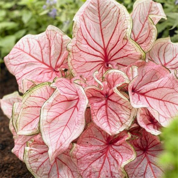 Variety of Colors New Arrival 100pcs Caladium Natural Growth Fragrance Garden Home Decor Fruit Flower Plant Garden Decorations
Variety of Colors New Arrival 100pcs Caladium Natural Growth Fragrance Garden Home Decor Fruit Flower Plant Garden Decorations