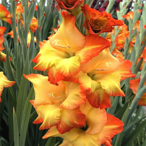 New Arrival 100pcs Gladiolus Variety of Colors Natural Growth Fragrance Garden Home Decor Fruit Flower Plant Aerobic Potted Garden Decorations
New Arrival 100pcs Gladiolus Variety of Colors Natural Growth Fragrance Garden Home Decor Fruit Flower Plant Aerobic Potted Garden Decorations