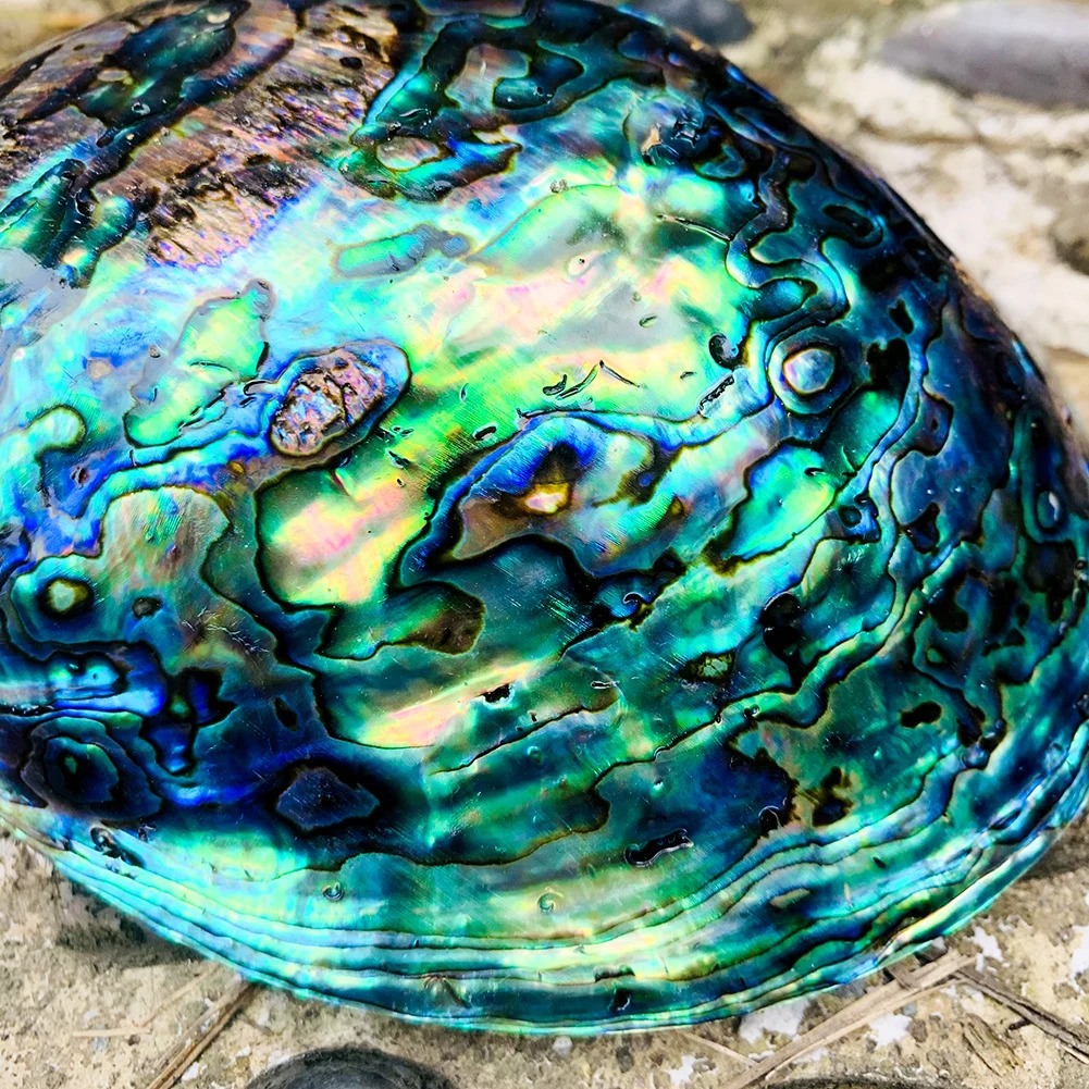 Natural Zealand Abalone Shell Polished Seashell Beach Wedding Decoration for Home Aquarium DIY Jewelry Making Material Craft 231222