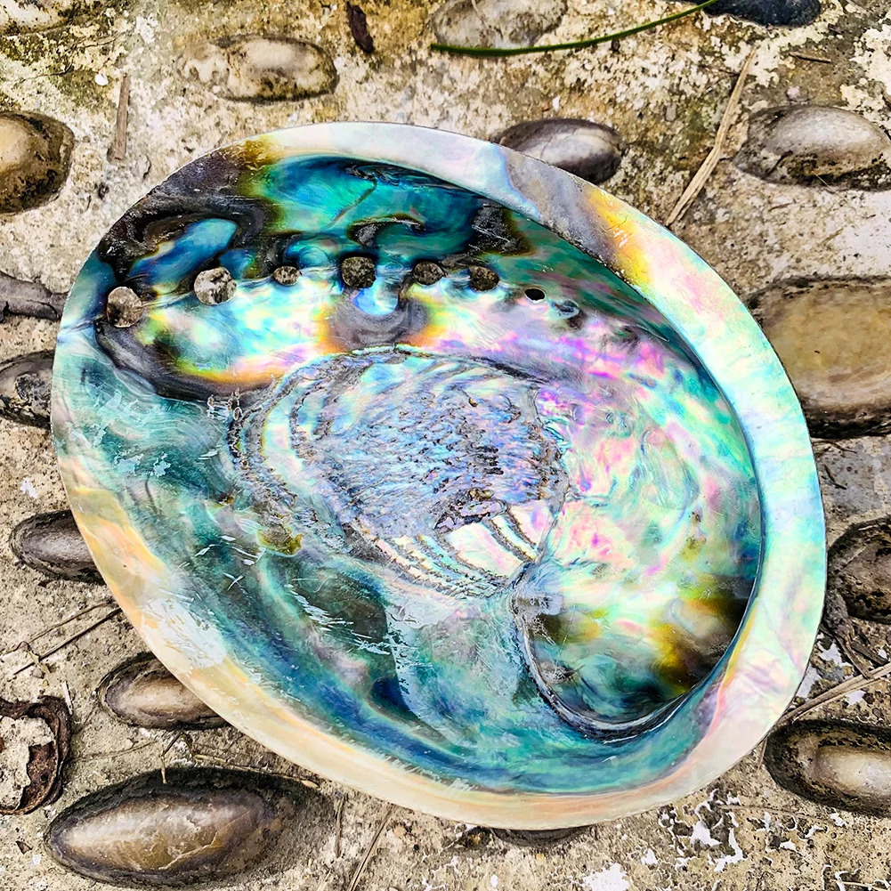 Natural Zealand Abalone Shell Polished Seashell Beach Wedding Decoration for Home Aquarium DIY Jewelry Making Material Craft 231222
