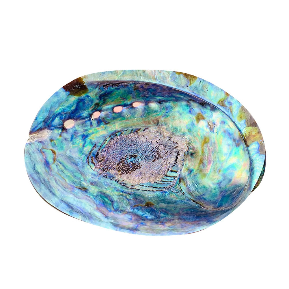Natural Zealand Abalone Shell Polished Seashell Beach Wedding Decoration for Home Aquarium DIY Jewelry Making Material Craft 231222