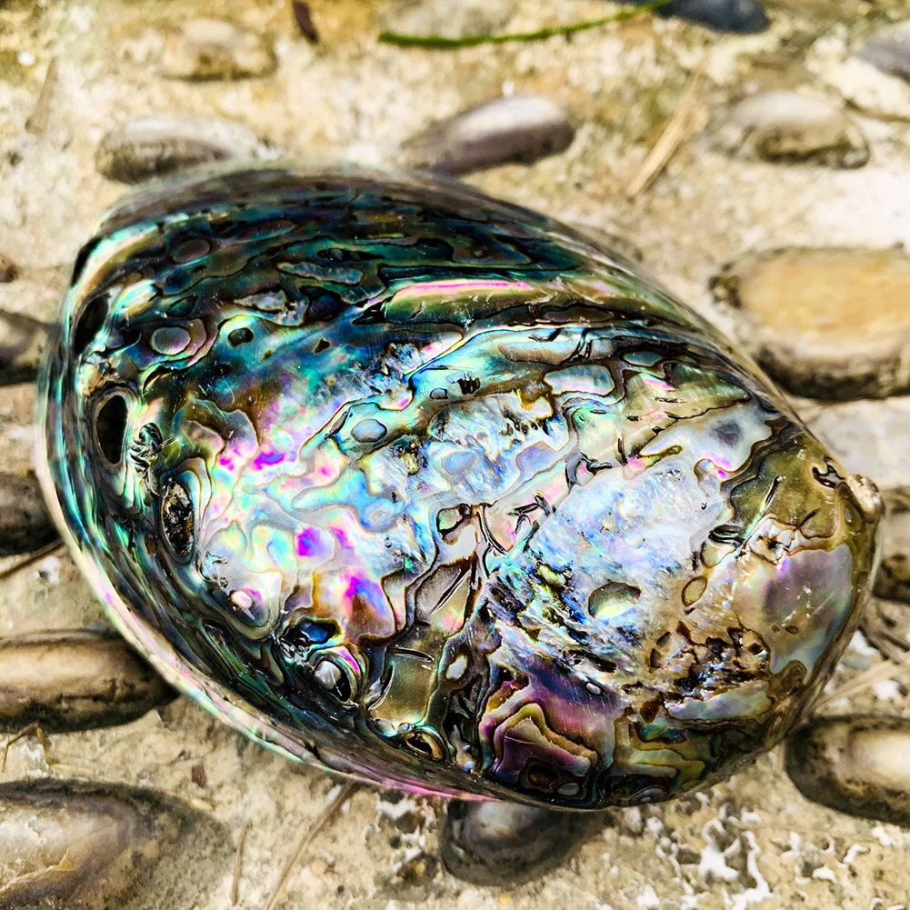 Natural Zealand Abalone Shell Polished Seashell Beach Wedding Decoration for Home Aquarium DIY Jewelry Making Material Craft 231222