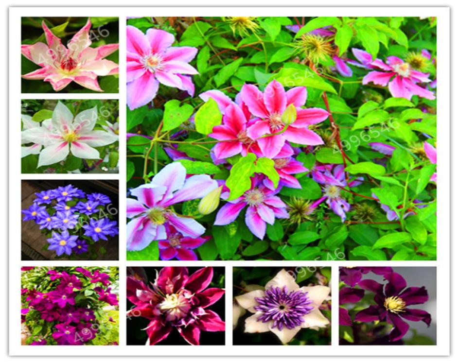 100 Pcs Clematis Bonsai Real Rare Clematis Plant Outdoor Plant Natural Growth Bonsai Home Garden DIY Plant Birthday Gift5932561
100 Pcs Clematis Bonsai Real Rare Clematis Plant Outdoor Plant Natural Growth Bonsai Home Garden DIY Plant Birthday Gift5932561