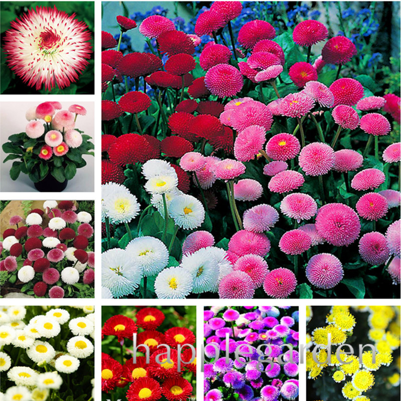 100Pcs/bag Tricolor calliope marigold dahlia Daisy Plant pot balcony flower seed bonsai four seasons planting four seasons flowering flowers rich fragrance
100Pcs/bag Tricolor calliope marigold dahlia Daisy Plant pot balcony flower seed bonsai four seasons planting four seasons flowering flowers rich fragrance