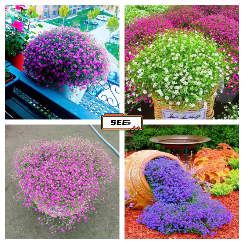 Petunia Flower lily Fig Morning glory Full of stars Flower babysbreath Plant pot balcony flower seed bonsai four seasons planting four seasons flowering
Petunia Flower lily Fig Morning glory Full of stars Flower babysbreath Plant pot balcony flower seed bonsai four seasons planting four seasons flowering