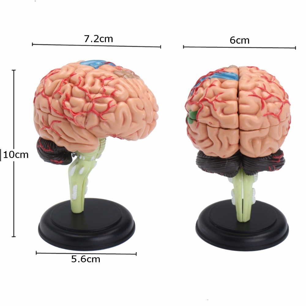 Other Office School Supplies 4D Human Anatomical Brain Model Anatomy Teaching Tool Toy Statues Sculptures Use 72610cm 230703