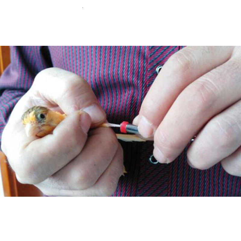 Other Bird Supplies 200 pcs Ring Leg Bands for Parrot Finch Canary Gouldian diameter m 4mm 5mm foot Color random delivery 230711
