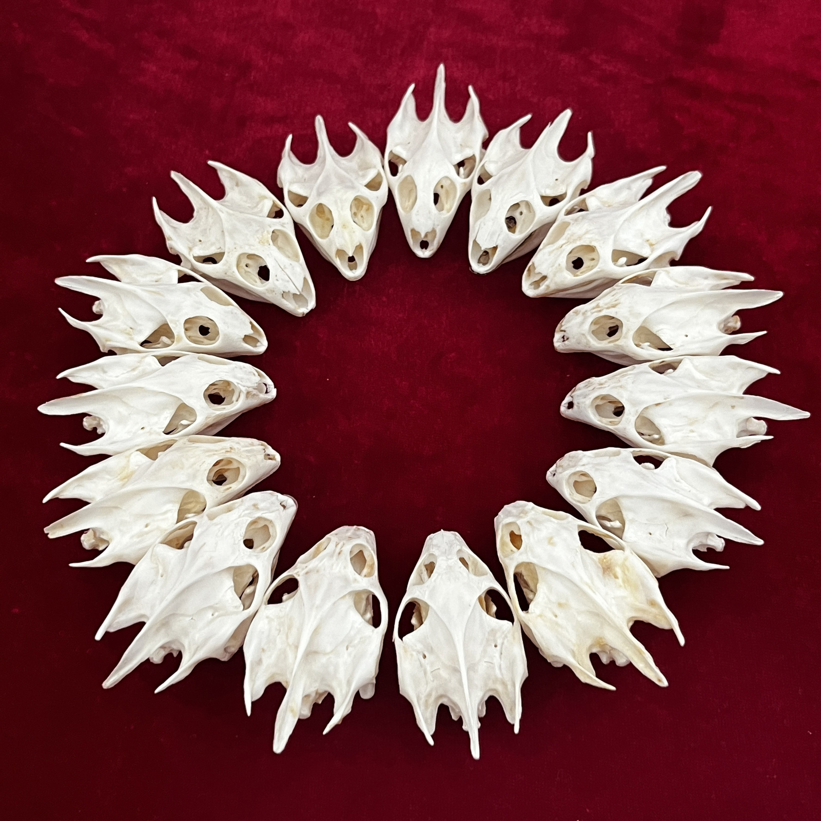 Decorative Objects Figurines Real Taxidermy Animal Skull Bones for Craft Decoration Home Specimen Collectibles Study Special Gifts 230418
