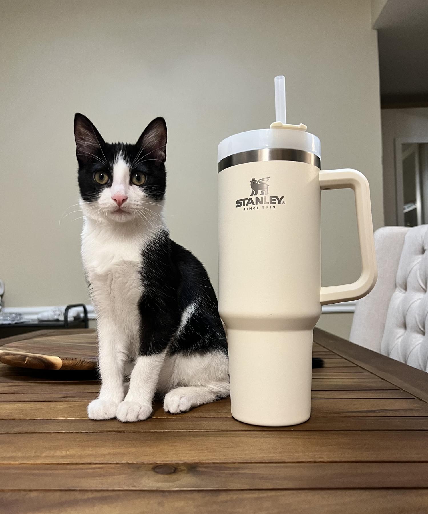 Stanley 40oz Mug Tumbler With Handle Insulated Tumblers Lids Straw Stainless Steel Coffee Termos Cup, White
Stanley 40oz Mug Tumbler With Handle Insulated Tumblers Lids Straw Stainless Steel Coffee Termos Cup, White