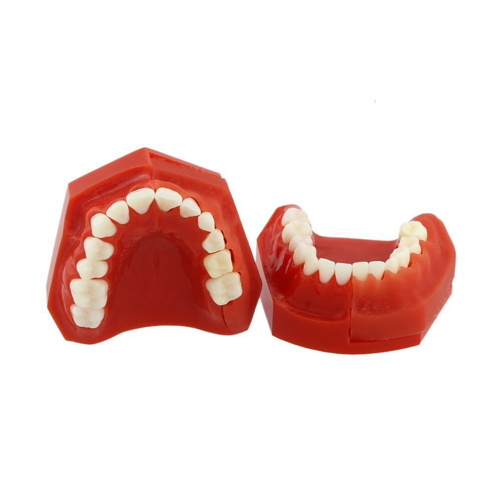 Dental Floss Pathological Typodont Teeth Model PeriodonticsImplantEndodontic Caries dental 230421