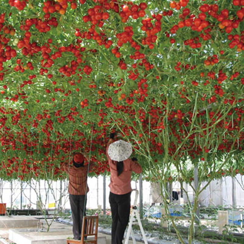 Heirloom Giant Tomato Seeds 200 Pcs Healthy Delicious Nutritious Edible Fruits Seeds
Heirloom Giant Tomato Seeds 200 Pcs Healthy Delicious Nutritious Edible Fruits Seeds