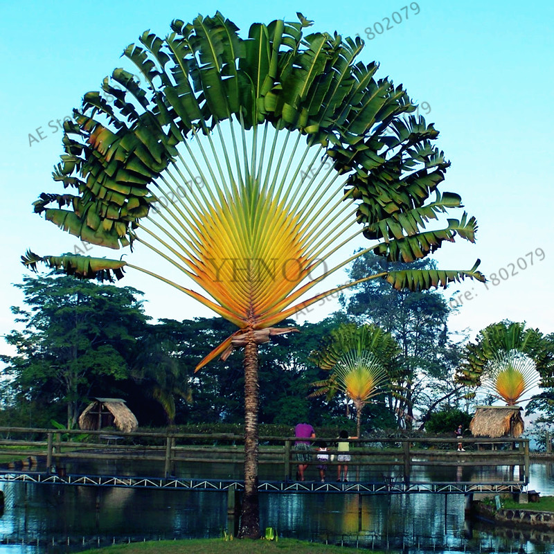 100pcs/bag Travellers Palm (Ravenala madagascariensis) Seeds, tropical home garden ornamental plant
100pcs/bag Travellers Palm (Ravenala madagascariensis) Seeds, tropical home garden ornamental plant