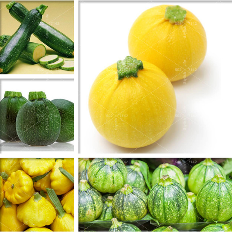 30 Pcs Mixed Zucchini plants Freshly Easy Grow Good Taste Home Seeds Balcony Organic Vegetables DIY Potted garden
30 Pcs Mixed Zucchini plants Freshly Easy Grow Good Taste Home Seeds Balcony Organic Vegetables DIY Potted garden