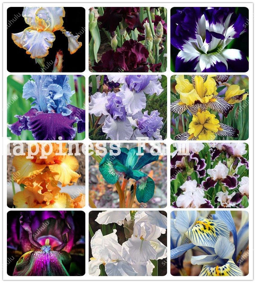 200 Pcs Rare Iris orchid Flower Seeds indoor plants Beautiful Home Garden Seeds Flowers Semillas, Nature plant for home garden
200 Pcs Rare Iris orchid Flower Seeds indoor plants Beautiful Home Garden Seeds Flowers Semillas, Nature plant for home garden