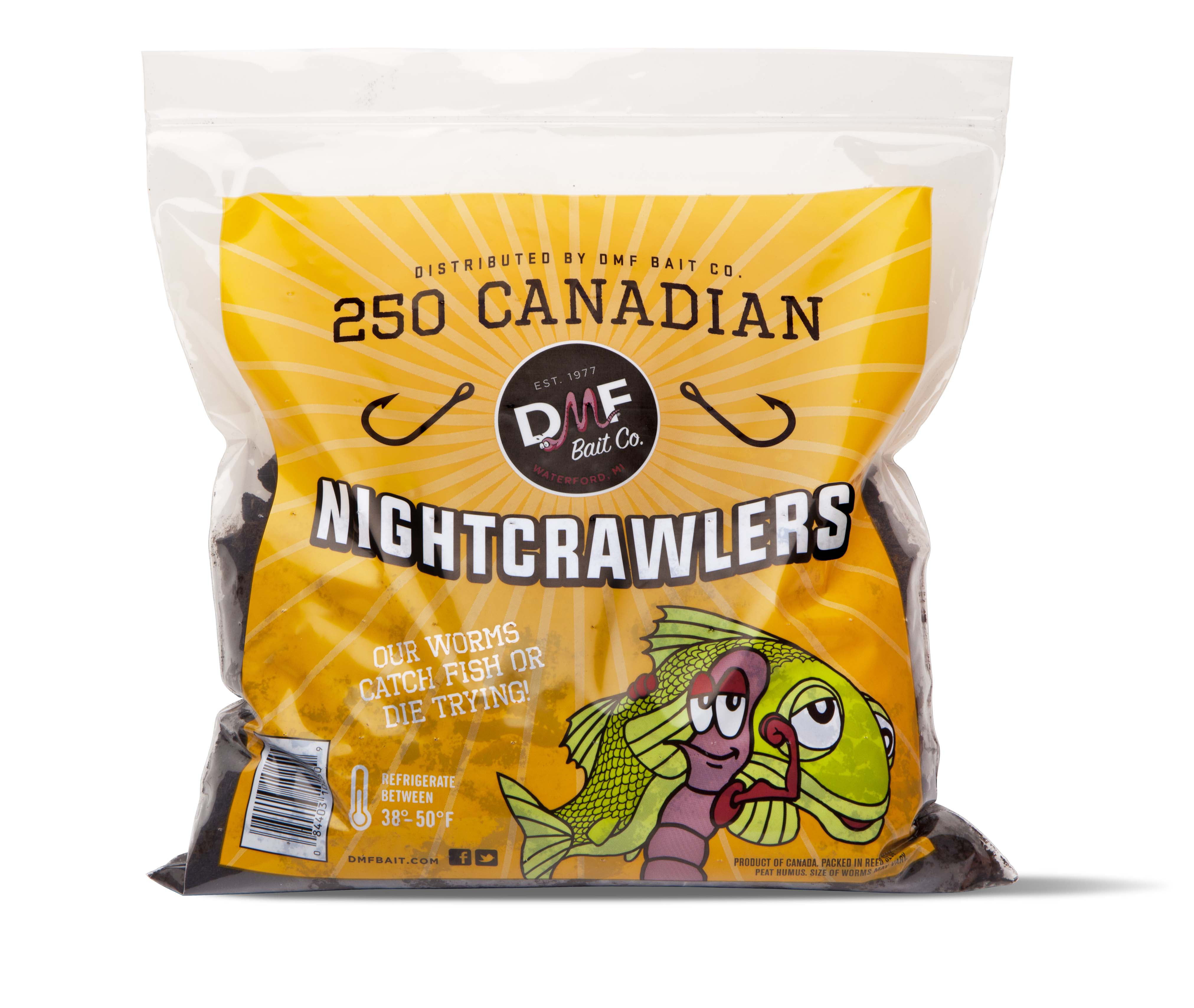 DMF Bait Co Live Canadian Night crawlers in Reusable Cooler 250 Count