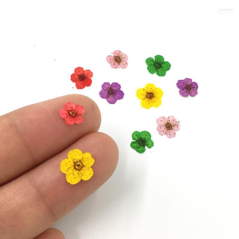 Nail Art Decorations 50Pcs 3D Dried Flowers Sticker Five Petal Flower Colorful Natural Real Dry Decal For Supplies Stac22
Nail Art Decorations 50Pcs 3D Dried Flowers Sticker Five Petal Flower Colorful Natural Real Dry Decal For Supplies Stac22