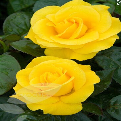 100pcs rose Variety of Colors New Arrival Natural Growth Fragrance Garden Home Decor Fruit Flower Plant Aerobic Potted Garden Decorations
100pcs rose Variety of Colors New Arrival Natural Growth Fragrance Garden Home Decor Fruit Flower Plant Aerobic Potted Garden Decorations