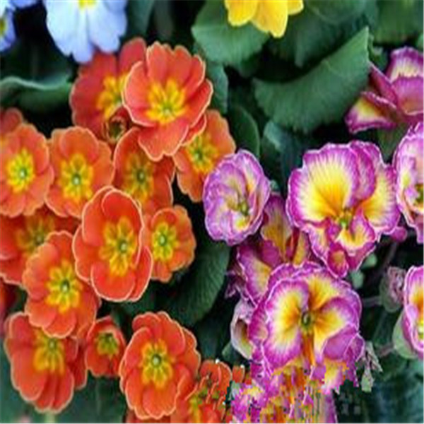 100pcs primrose Variety of Colors New Arrival Natural Growth Fragrance Garden Home Decor Fruit Flower Plant Aerobic Potted Garden Decorations
100pcs primrose Variety of Colors New Arrival Natural Growth Fragrance Garden Home Decor Fruit Flower Plant Aerobic Potted Garden Decorations
