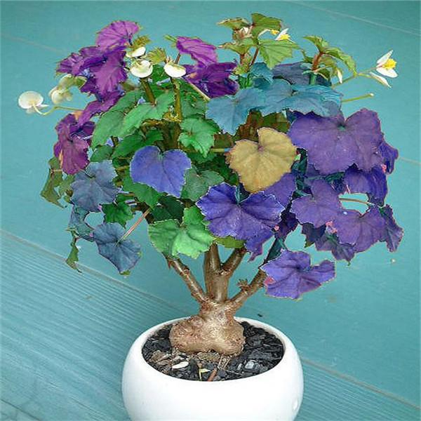 New Sale! 100pcs Coleus Absorb Harmful Gases Imported Chile Rosea Plant Outdoor & Indoor Chilean Bellflower Garden For Flower Pot Planter Purify The Air
New Sale! 100pcs Coleus Absorb Harmful Gases Imported Chile Rosea Plant Outdoor & Indoor Chilean Bellflower Garden For Flower Pot Planter Purify The Air