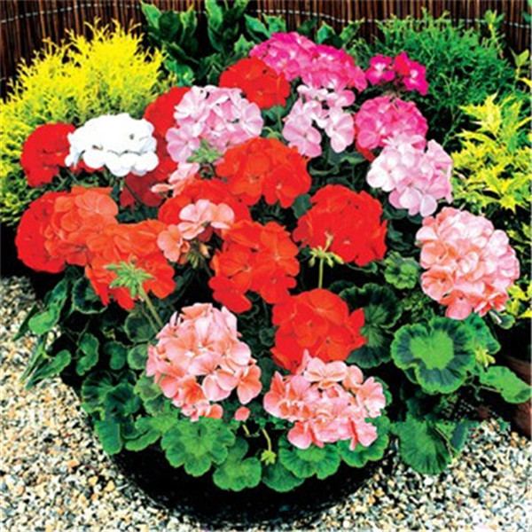 New Sale! 100pcs Geranium Decorative Landscaping Imported Chile Rosea Plant Outdoor & Indoor Chilean Bellflower Garden For Flower Pot Planter Variety of Colors
New Sale! 100pcs Geranium Decorative Landscaping Imported Chile Rosea Plant Outdoor & Indoor Chilean Bellflower Garden For Flower Pot Planter Variety of Colors