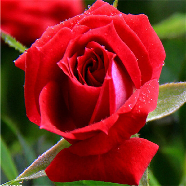 100pcs The roses The Germination Rate 98% Chile Rosea Plant Outdoor & Indoor Chilean Bellflower Garden For Flower Pot Planter Variety of Colors
100pcs The roses The Germination Rate 98% Chile Rosea Plant Outdoor & Indoor Chilean Bellflower Garden For Flower Pot Planter Variety of Colors