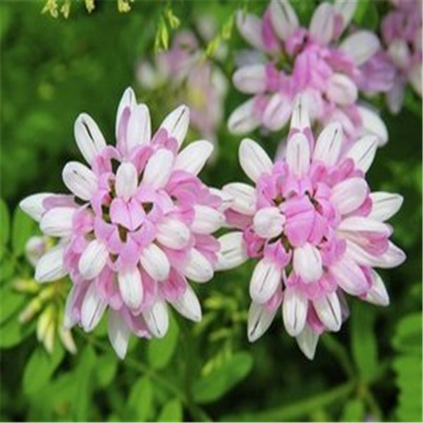 100pcs The small crown The Germination Rate 98% Chile Rosea Plant Outdoor & Indoor Chilean Bellflower Garden For Flower Pot Planter Variety of Colors
100pcs The small crown The Germination Rate 98% Chile Rosea Plant Outdoor & Indoor Chilean Bellflower Garden For Flower Pot Planter Variety of Colors