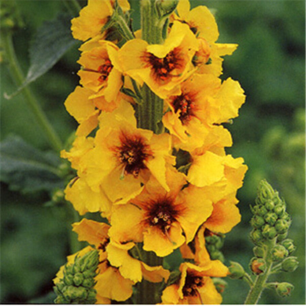 New Sale! 100pcs Verbascum Decorative Landscaping Imported Chile Rosea Plant Outdoor & Indoor Chilean Bellflower Garden For Flower Pot Planter
New Sale! 100pcs Verbascum Decorative Landscaping Imported Chile Rosea Plant Outdoor & Indoor Chilean Bellflower Garden For Flower Pot Planter