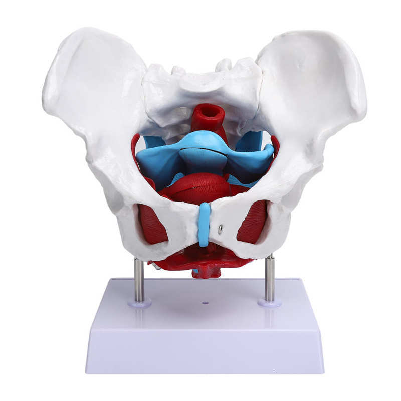 Hip Cares Supply Professional Female Pelvis Hospital Pelvic Floor Muscle Model for Teaching Learning Hip Bone Model Realistic Human Hip Joint 230608