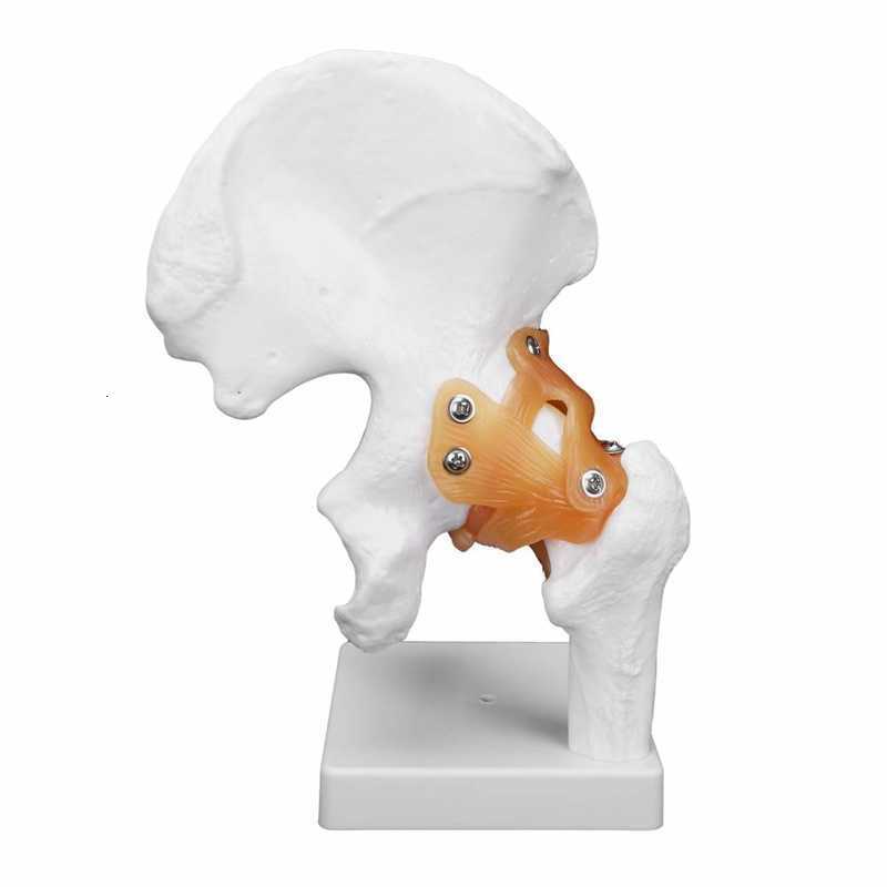 Hip Cares Supply Professional Female Pelvis Hospital Pelvic Floor Muscle Model for Teaching Learning Hip Bone Model Realistic Human Hip Joint 230608
