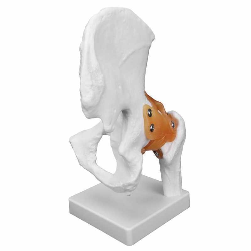 Hip Cares Supply Professional Female Pelvis Hospital Pelvic Floor Muscle Model for Teaching Learning Hip Bone Model Realistic Human Hip Joint 230608