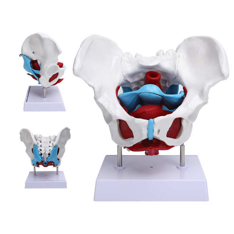 Hip Cares Supply Professional Female Pelvis Hospital Pelvic Floor Muscle Model for Teaching Learning Hip Bone Model Realistic Human Hip Joint 230608