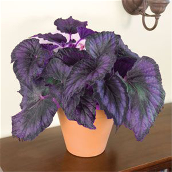 New Sale! 100pcs Coleus Chile Rosea Plant Outdoor & Indoor Chilean Bellflower Garden For Flower Pot Planter Decorative Landscaping Variety of Colors
New Sale! 100pcs Coleus Chile Rosea Plant Outdoor & Indoor Chilean Bellflower Garden For Flower Pot Planter Decorative Landscaping Variety of Colors