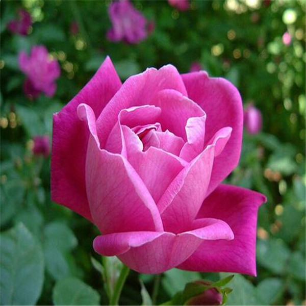 100pcs Rosa chinensis The Germination Rate 98% Chile Rosea Plant Outdoor & Indoor Chilean Bellflower Garden For Flower Pot Planter Variety of Colors
100pcs Rosa chinensis The Germination Rate 98% Chile Rosea Plant Outdoor & Indoor Chilean Bellflower Garden For Flower Pot Planter Variety of Colors