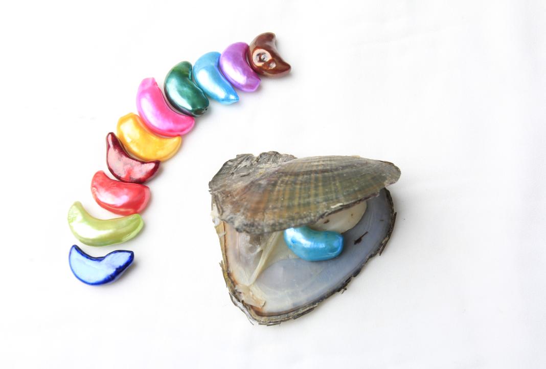 New Arrival 825 mm Crescent Pearl Freshwater Oyster Edison Freshwater Pearl with Beautiful Colors For Gift8752240
New Arrival 825 mm Crescent Pearl Freshwater Oyster Edison Freshwater Pearl with Beautiful Colors For Gift8752240