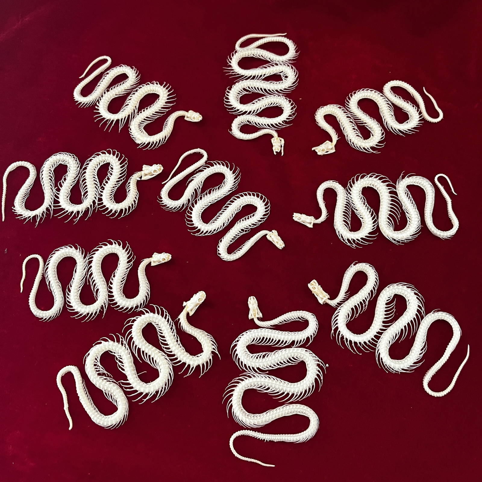 Decorative Objects Figurines Real Taxidermy Animal Skull Animal Bones Real for Craft Skull Decoration for Home Specimen Collectibles Study Special Gif