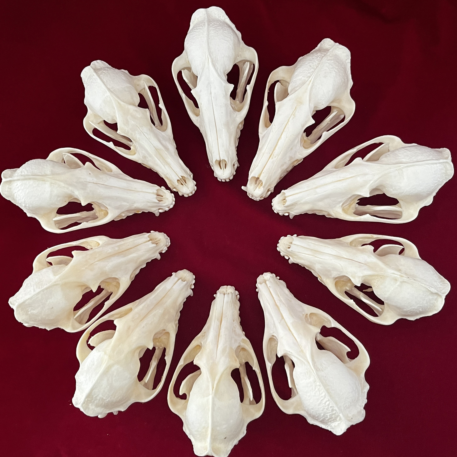 Decorative Objects Figurines Real Taxidermy Animal Skull Animal Bones Real for Craft Skull Decoration for Home Specimen Collectibles Study Special Gif