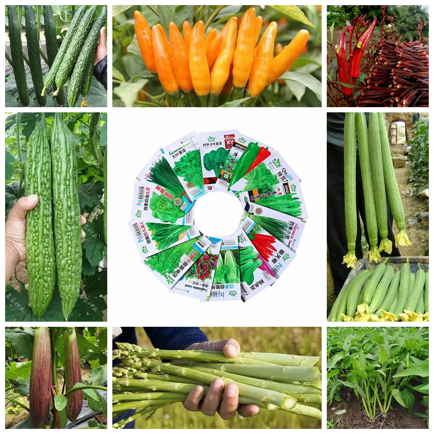 Cucumber Tomato Eggplant Pepper Pumpkin Cabbage Shallot Carrot Chinese cabbage chili celery strawberry Plant vegetable seed bonsai four seasons planting four
Cucumber Tomato Eggplant Pepper Pumpkin Cabbage Shallot Carrot Chinese cabbage chili celery strawberry Plant vegetable seed bonsai four seasons planting four