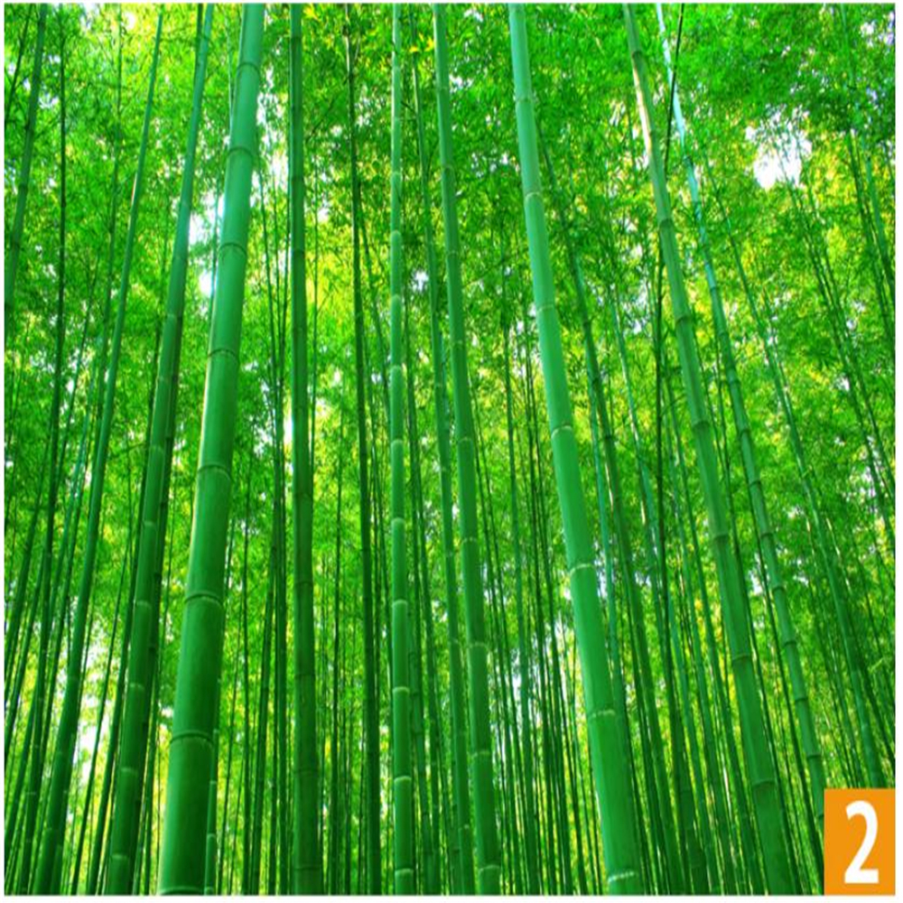 Green bamboo landscape painting stickers wallpaper wall paste bamboo forest living room mural 3d stereo wallpaper 3d wallpapers