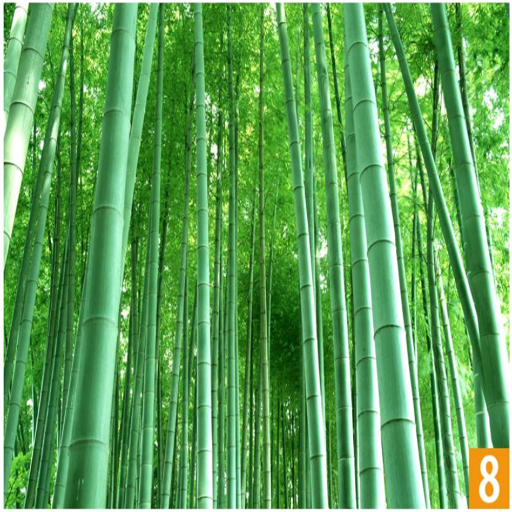 Green bamboo landscape painting stickers wallpaper wall paste bamboo forest living room mural 3d stereo wallpaper 3d wallpapers