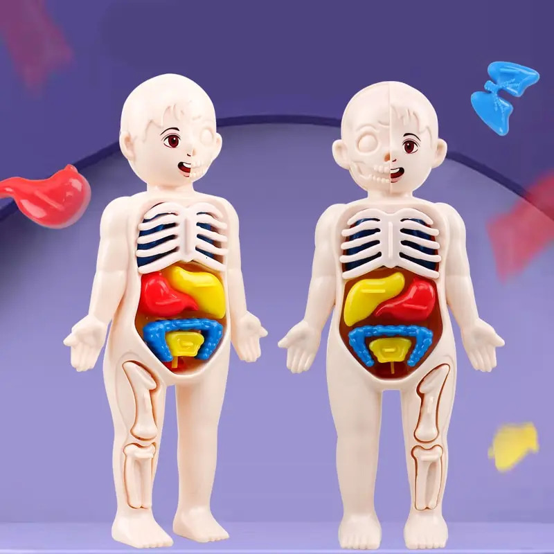 Wholesale Human Organ Structure Model DIY Assembly STEAM Medicine Children's Early Education Primary School Students Science Study Toys